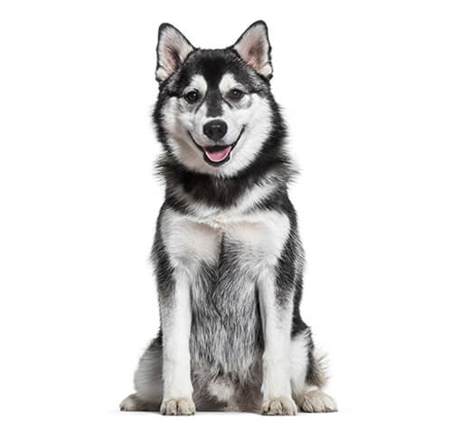 Pomsky Dog Breed Information | Purina